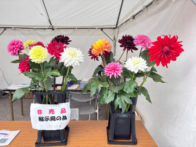 花食③
