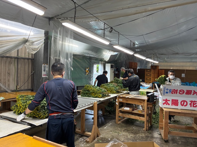 下葉作業①